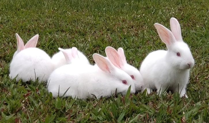 兔子異味處理 兔子異味處理