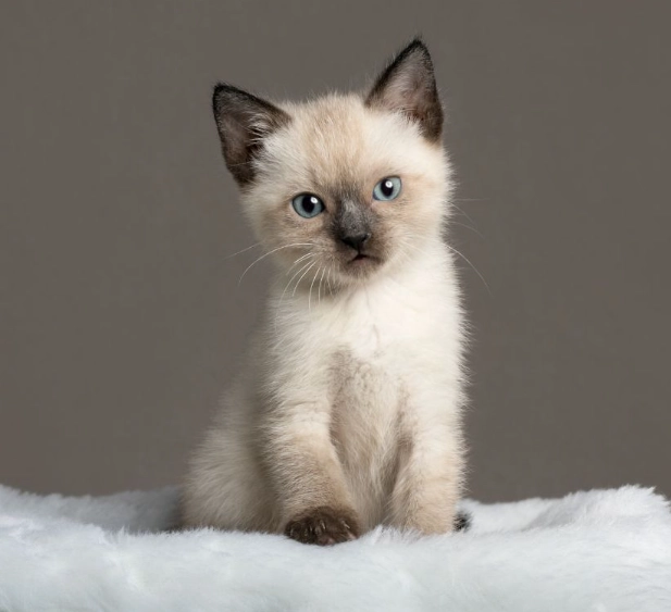 延長暹羅貓壽命 延長暹羅貓壽命