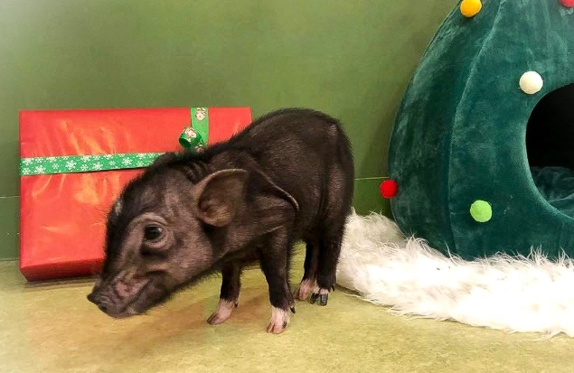 寵物豬照顧 寵物豬照顧