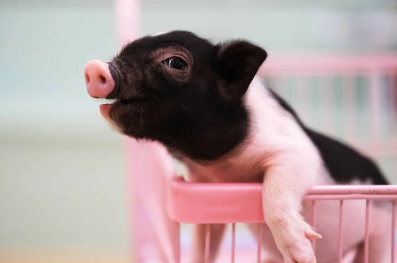 麝香豬價格 麝香豬價格