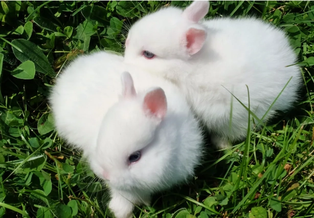 兔子飼養環境清潔 兔子飼養環境清潔