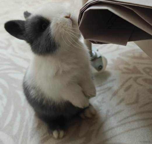 道奇兔飲食 道奇兔飲食