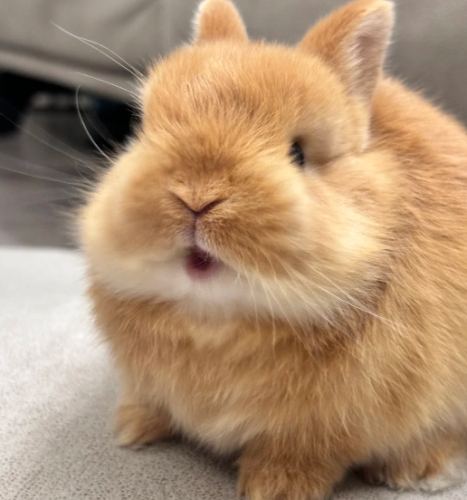 侏儒兔成長 侏儒兔成長