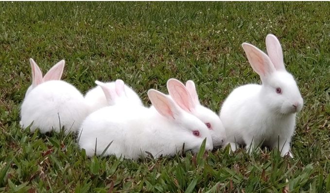 養兔子壽命