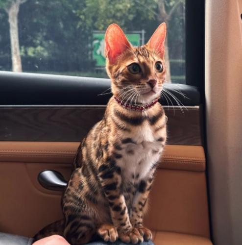 豹貓行為 豹貓行為