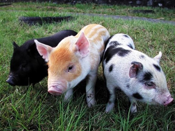 豬一胎生幾隻 豬一胎生幾隻