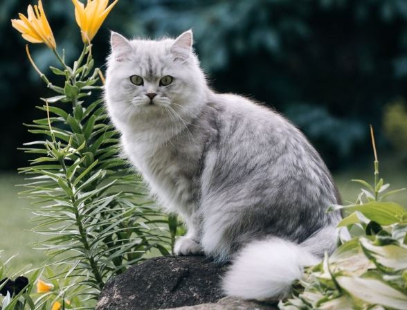 英國長毛貓眼睛顏色