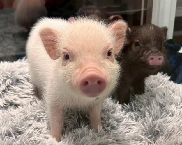 迷你豬智商 迷你豬智商