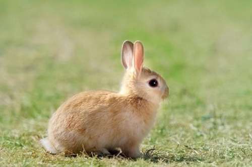 兔兔一隻多少錢？