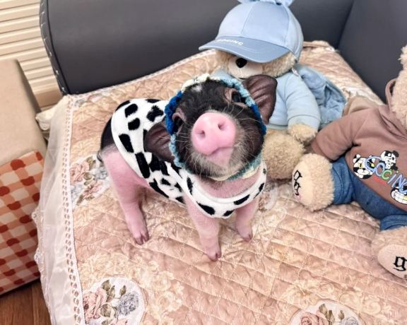 豬當寵物優缺點 豬當寵物優缺點