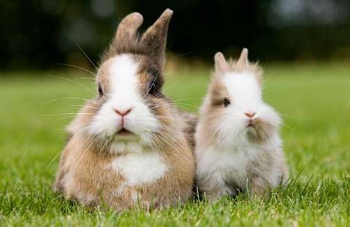 兔子飼養指南 兔子飼養指南