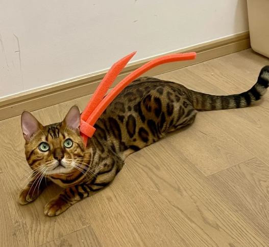 豹貓體重標準 豹貓體重標準