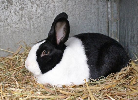 什麼是道奇兔？