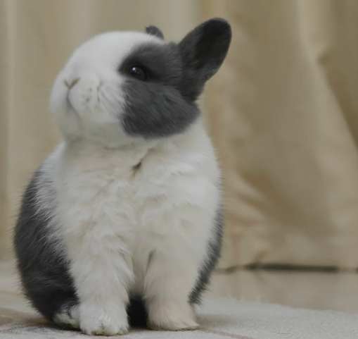 道奇兔食物 道奇兔食物