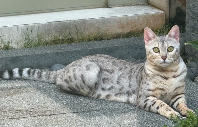 豹貓體重標準 豹貓體重標準