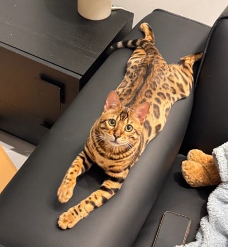 豹貓行為特點 豹貓行為特點