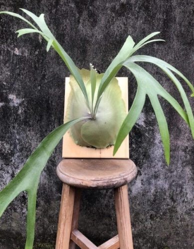 立葉銀鹿鹿角蕨 種植 立葉銀鹿鹿角蕨 種植