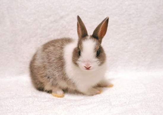 迷你兔會長多大？