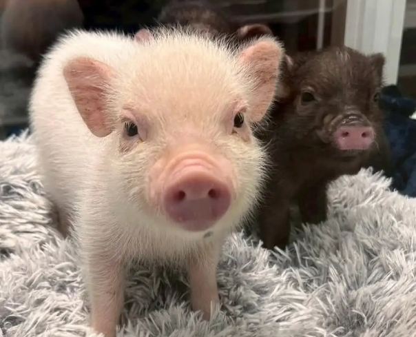 寵物豬臭味 寵物豬臭味