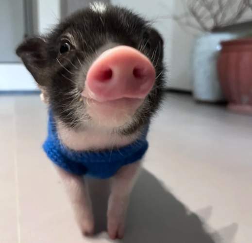 迷你豬壽命 迷你豬壽命