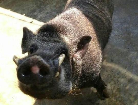 家豬牙齒結構 家豬牙齒結構