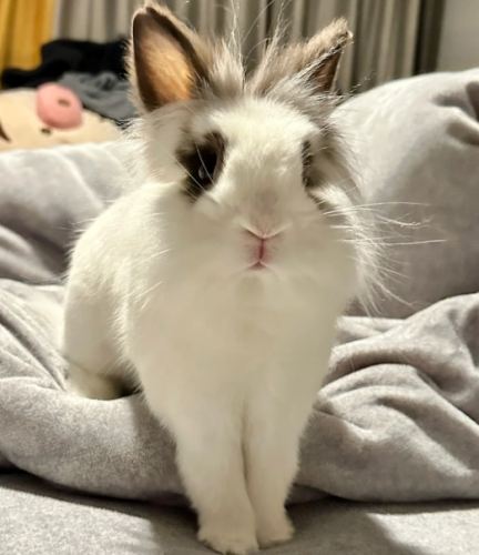 侏儒兔飼養 侏儒兔飼養