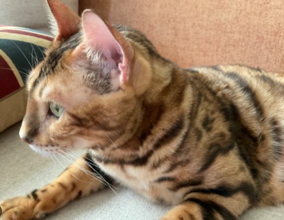 豹貓疾病預防 豹貓疾病預防