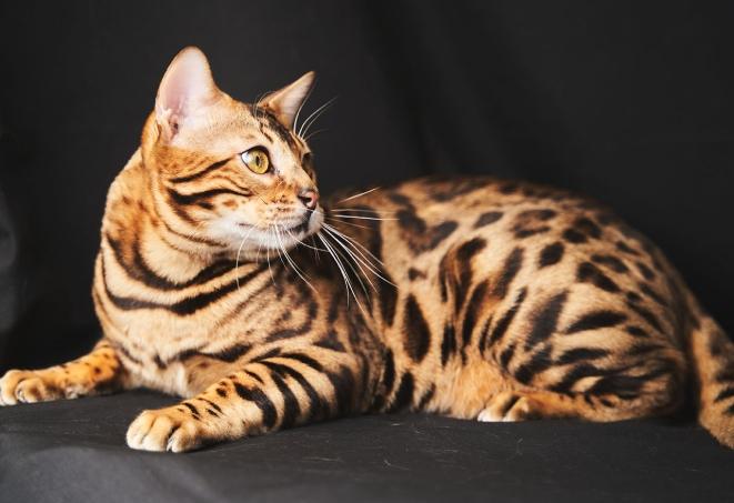 豹貓健康照顧 豹貓健康照顧