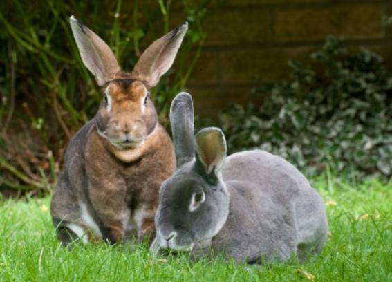 迷你兔飼養指南 迷你兔飼養指南