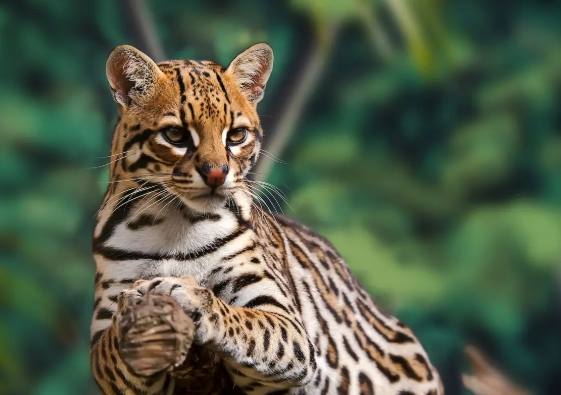 豹貓常見疾病 豹貓常見疾病