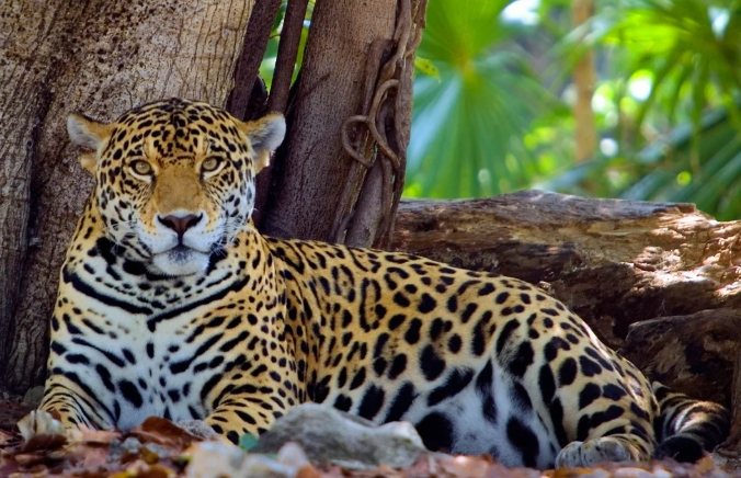 貓科動物特徵 貓科動物特徵