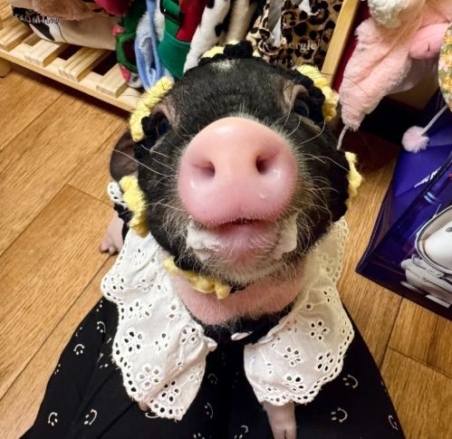 迷你豬飼養 迷你豬飼養