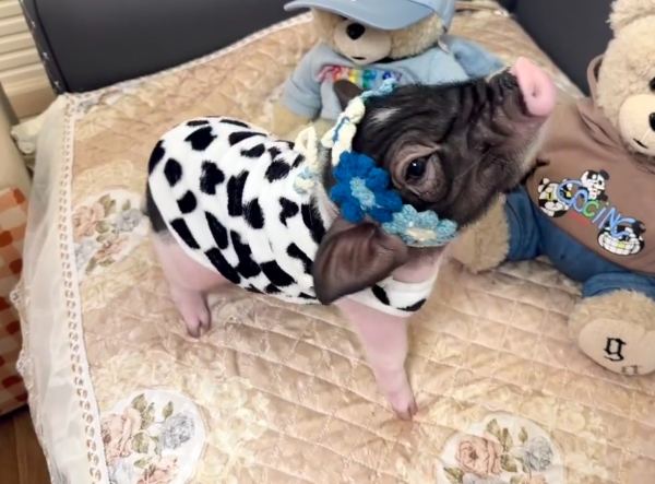 豬的智力訓練 豬的智力訓練