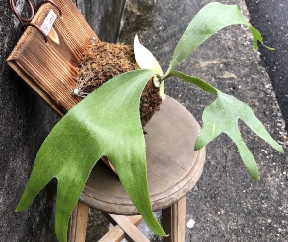 鹿角蕨 品種介紹 鹿角蕨 品種介紹