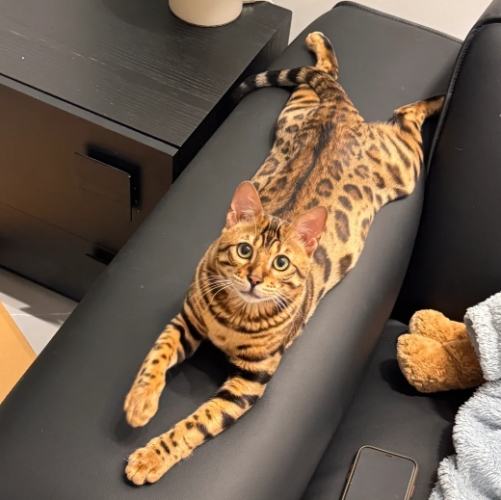 豹貓毛色 豹貓毛色