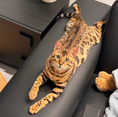 豹貓飼養 豹貓飼養