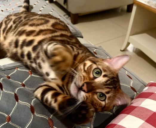 孟加拉貓與豹貓區別 孟加拉貓與豹貓區別