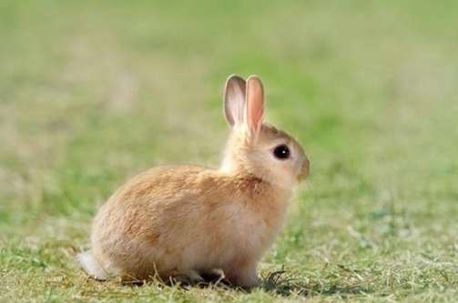 迷你兔成長大小 迷你兔成長大小