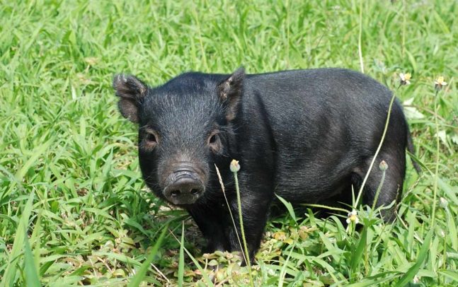 豬繁殖數量 豬繁殖數量