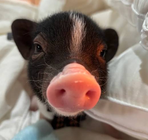 麝香豬好養嗎 麝香豬好養嗎