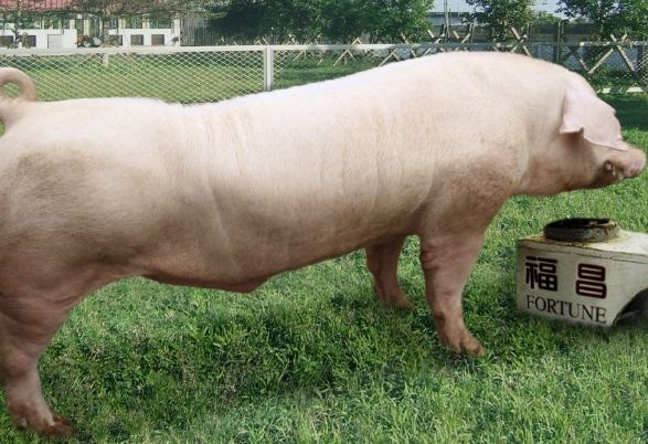 豬隻出售時機 豬隻出售時機