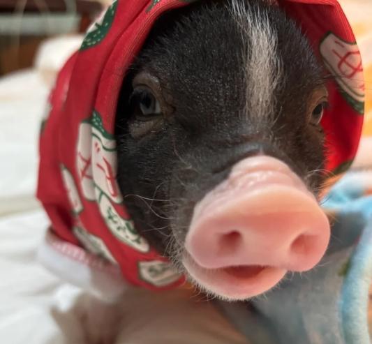 麝香豬飼養 麝香豬飼養