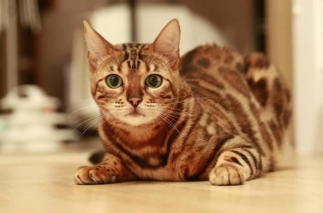 豹貓健康照顧 豹貓健康照顧