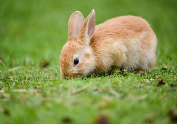 兔子飼養指南 兔子飼養指南