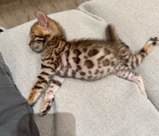 孟加拉貓健康體重 孟加拉貓健康體重