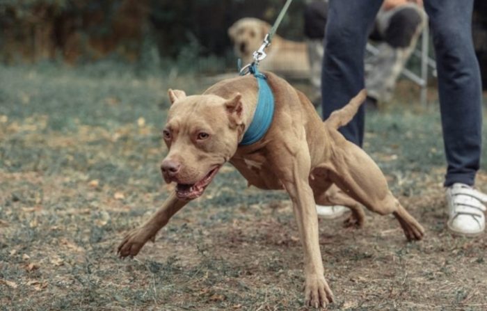 比特犬咬人原因