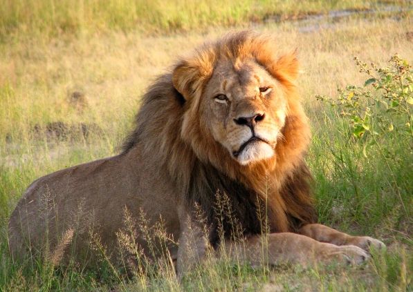 貓科動物特徵 貓科動物特徵