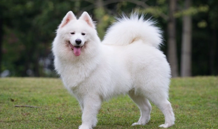 薩摩耶犬個性