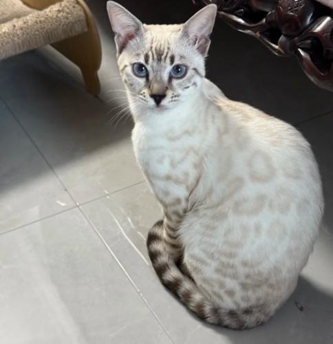 孟加拉貓外觀 孟加拉貓外觀