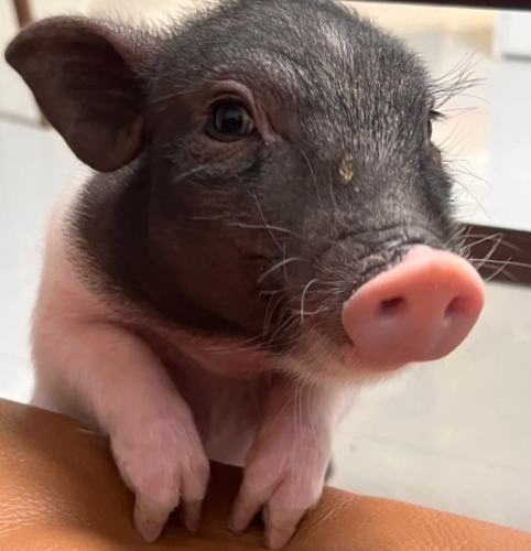 迷你豬價格 迷你豬價格